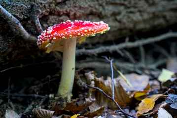 Snail consuming vibrant red amanita muscaria mushroom on forest floor, showcasing nature’s intricate interactions.