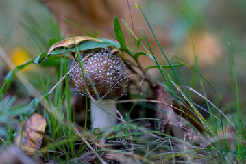 Amanita pantherina mushroom with spotted cap in a grassy forest floor setting.