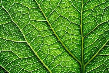 green leaf texture macro detail for plant abstract Asymmetrical