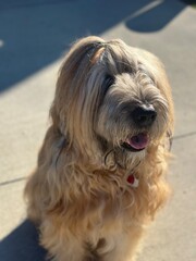 Briard tawny blonde sheep dog close up; smiling with a high pony tail on concrete driveway outdoor in the sun