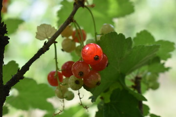 gooseberry on the bush