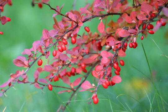 Berberis vulgaris. Berries of barberry on branch, fall. Close up.
