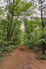 Wood-path in deciduous forest