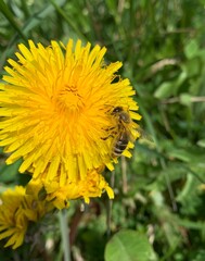 dandelion with bee in the garden