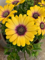 Fototapeta premium yellow flowers in the garden