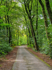 Fototapeta premium Road through desiduous forest to gate of camping site