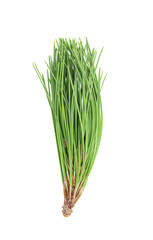 Pine natural green sprig on isolated background. Coniferous. Cut out design element. Ecology, holiday, Christmas, New Year's Eve