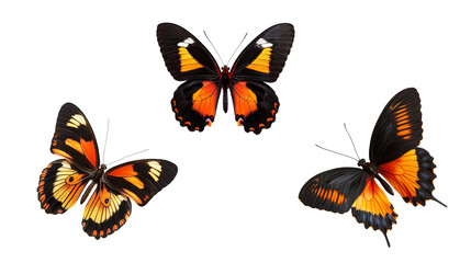 Naklejka premium Three vibrant black and orange butterflies in flight. Close-up image showcasing their intricate patterns and delicate beauty in detail.