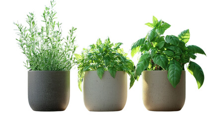 Three potted plants showcasing different herbs in minimalist containers, perfect for indoor decoration and gardening enthusiasts.