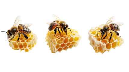 Three bees gathering nectar on honeycomb. A close-up image showcasing bee activity, honeycomb structure, and pollination nature process.