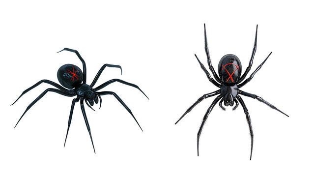 Illustration of two black widow spiders with red hourglass markings on their abdomens, isolated on white background. High-quality vector graphic.