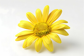 Obraz premium A single yellow daisy flower with a white background.
