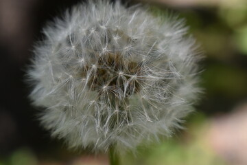 Fototapeta premium dandelion
