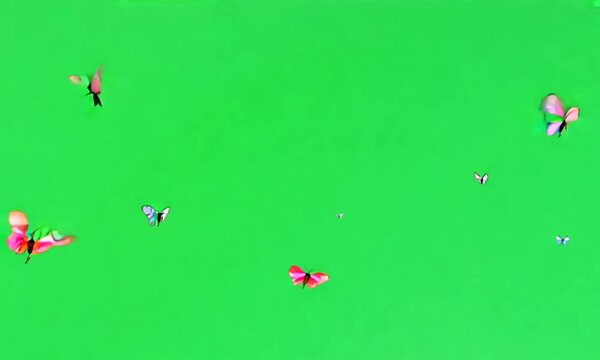 Butterflies Flying, green screen