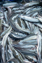 catfish are bought and sold by traders in a traditional market