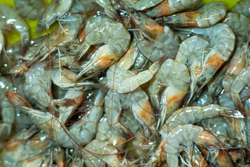 Shrimp are bought and sold by traders in a traditional market