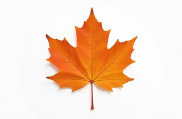Obraz premium Autumn maple leaf on white background