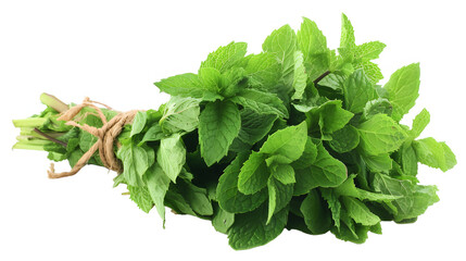 A fresh bunch of mint leaves, isolated on white background