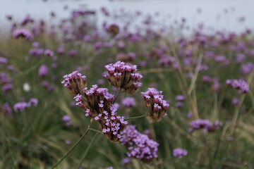 Obraz premium Purpletop vervain flowers are blooming in a field Central Business District Masaryk