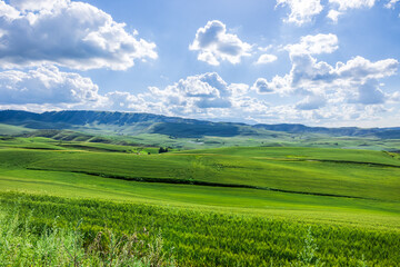 Obraz premium Green wheat fields natural landscape in summer. Farmland scenery on the mountain in Xinjiang, China.