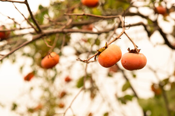 柿の実と夕空（日本の田舎）