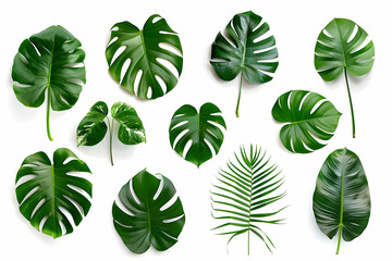 Naklejka premium Collection of green tropical leaves isolated on a white background.