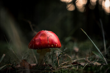 Close-Up of a Red Fly Agaric Mushroom in the Forest with Blurry Background and Interesting Bokeh