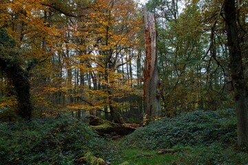 old broken tree in colourful autumn forest landscape nature wallpaper background