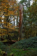 old broken tree in autumn forest landscape nature wallpaper background