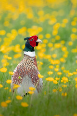 Pheasant 