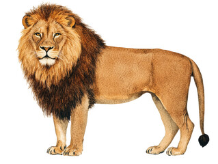 Obraz premium A majestic lion stands proudly, showcasing its thick mane and powerful physique against a dark background.
