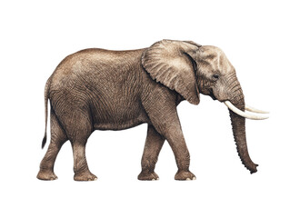Fototapeta premium A realistic illustration of an elephant walking, showcasing its large size and distinct features against a black background.