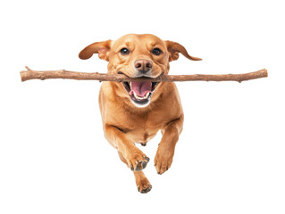 A lively dog joyfully leaps while holding a stick in its mouth, set against a black background.