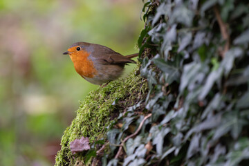 Un rouge gorge posé sur de la mousse à côté d'un tronc d'arbre recouvert de lierre