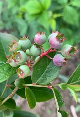 blueberries ripening on a blueberry bush