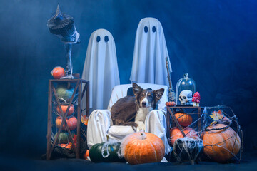 dog on halloween background