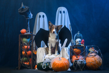 dog on halloween background
