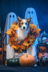 dog on halloween background