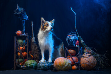 dog on halloween background