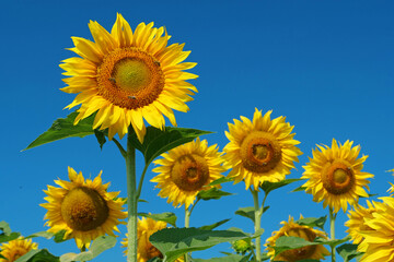 Beautiful family of sunflowers on the field. Bees picks blossom pollen