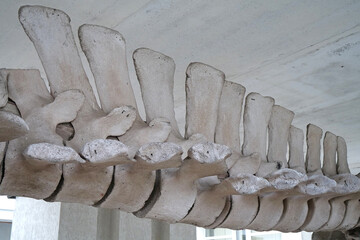 Whale spine. Whale bones. Grey skeleton of whale