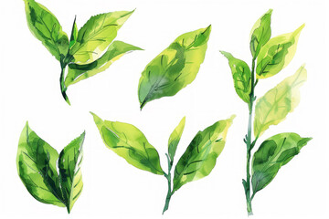 Watercolor green tea leaves clip art set, illustration, white background, 300 dpi resolution.