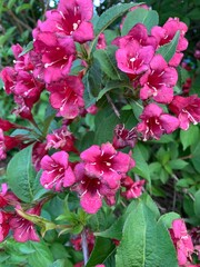 pink flowers in the garden