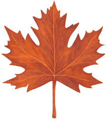 Obraz premium Hand-drawn red maple leaf isolated on a transparent background. Beautiful decoration in watercolor style with grainy texture in warm color palette