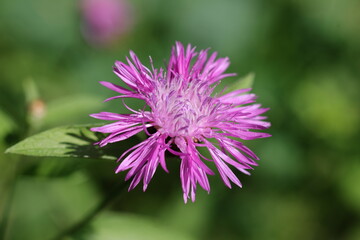 Jolie fleur de Centaurea jacea, Centaurée jacée, détaillée