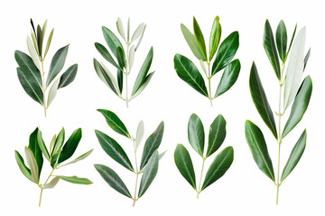 Obraz premium Eight olive branches with green leaves isolated on white background.