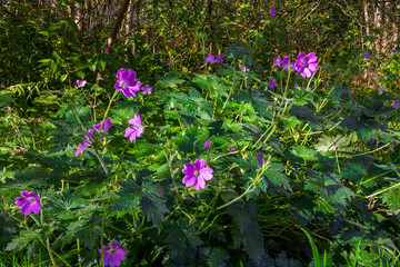 Fototapeta premium Druce's Crane's Bill (Geranium x oxonianum) garden plant with purple pink funnel flowers and five-lobbed palmate veined leaves garden escape in woodland
