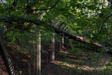 Overgrown abandoned rusty broken security chain link fence with concrete posts in dense wood or forest