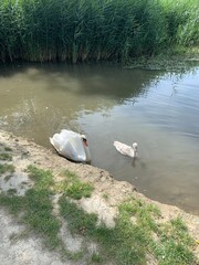swans on the lake