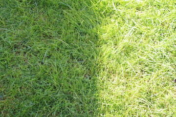 green grass with summer sunlight